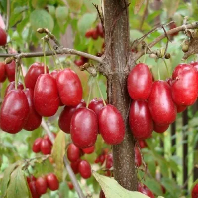 Кизил ГОЛДЕН ГЛОРИ — описание сорта Кизил ГОЛДЕН ГЛОРИ в Москве