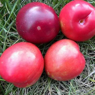 Плумкот БИРИКОККОЛО НОСТРАНО  Плумкот БИРИКОККОЛО НОСТРАНО в Москве