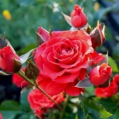 Саженцы роз МИДЖЕТ спрей — описание сорта Саженцы роз МИДЖЕТ спрей в Москве