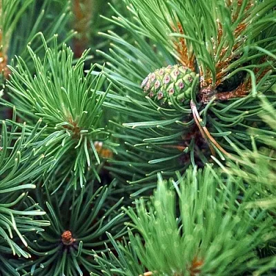 Сосна  Сосна в Москве