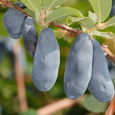 Жимолость съедобная СИНИЙ УТЕС в Москве