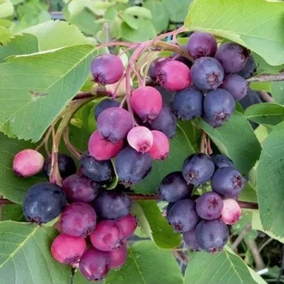 Ирга НОРТЛАЙН — описание сорта Ирга НОРТЛАЙН в Москве