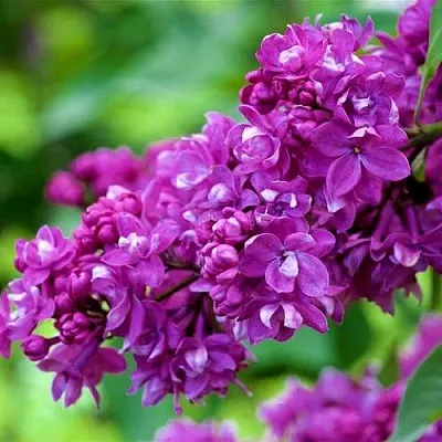 Сирень ОГНИ ДОНБАССА  Сирень ОГНИ ДОНБАССА в Москве