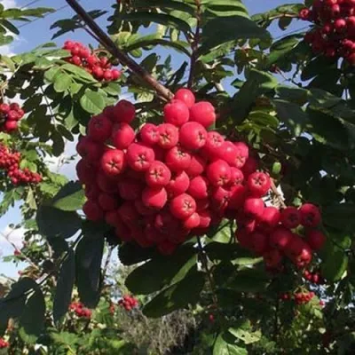 Рябина МОРАВСКАЯ сладкоплодная — описание сорта Рябина МОРАВСКАЯ сладкоплодная в Москве