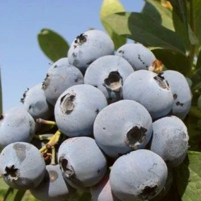 Голубика ЦУКЕР ТРАУБЕ — описание сорта Голубика ЦУКЕР ТРАУБЕ в Москве