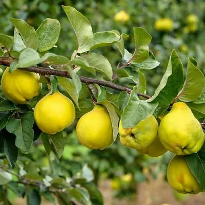 Айва ТРИУМФ  Айва ТРИУМФ в Москве