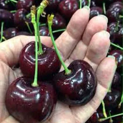 Черешня НАПОЛЕОН — описание сорта Черешня НАПОЛЕОН в Москве