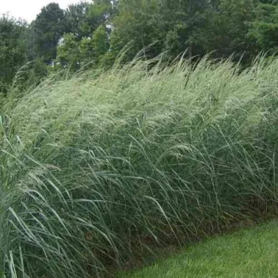 Просо ДЕВЕЙ БЛЮ в Москве