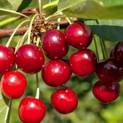 Вишня ЛЮБСКАЯ в Москве