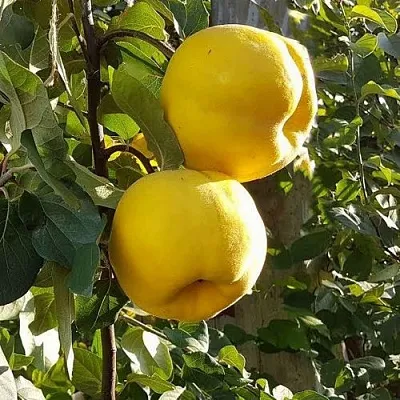 Айва МАРИЯ  Айва МАРИЯ в Москве