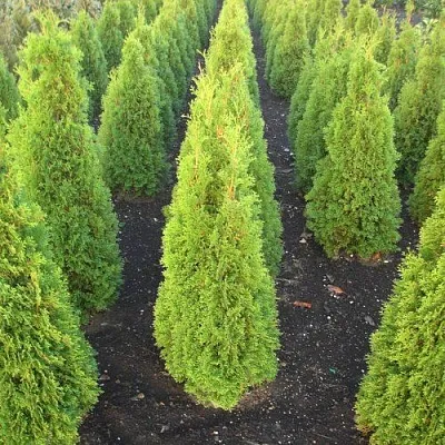 Туя САННИ СМАРАГД западная   Туя САННИ СМАРАГД западная  в Москве