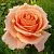 Саженцы роз ПРИМАДОННА чайно-гибридная в Москве