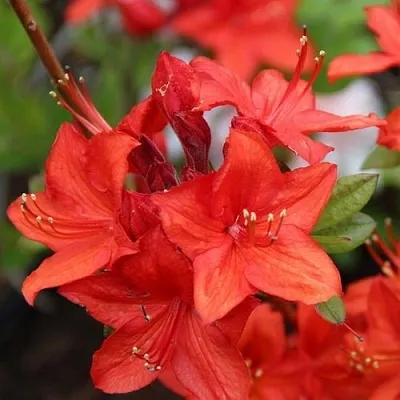 Азалия ПАРКФАЕР листопадная в Москве