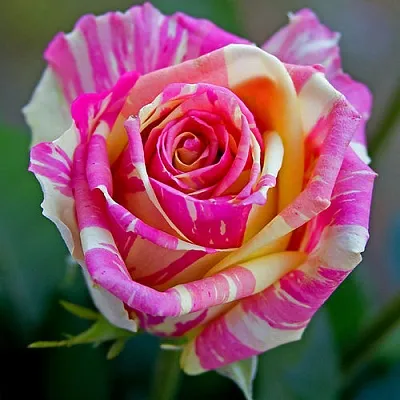 Саженцы роз ФИЕСТА чайно-гибридная  Саженцы роз ФИЕСТА чайно-гибридная в Москве