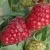 Малина РАДЗИЕВА — описание сорта Малина РАДЗИЕВА в Москве