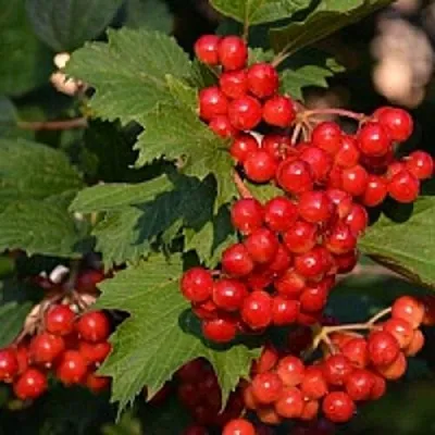 Калина в Москве