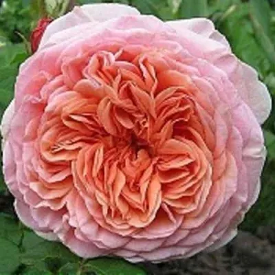 Саженцы роз АБРАХАМ ДЕРБИ английская — описание сорта Саженцы роз АБРАХАМ ДЕРБИ английская в Москве