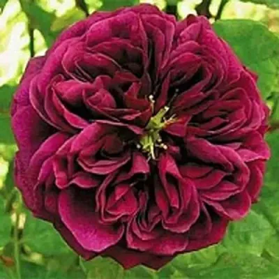 Саженцы роз ЗЕ ПРИНЦ английская — описание сорта Саженцы роз ЗЕ ПРИНЦ английская в Москве