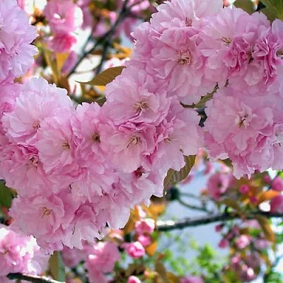 Сакура ОШИДАРЕ  Сакура ОШИДАРЕ в Москве