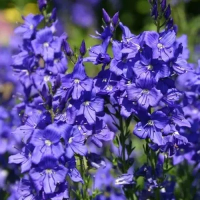 Вероника австрийская в Москве