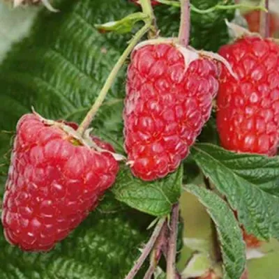 Малина ГИГАНТ РУБИНОВЫЙ — описание сорта Малина ГИГАНТ РУБИНОВЫЙ в Москве