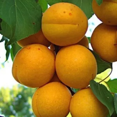 Абрикос ОНТАРИО в Москве