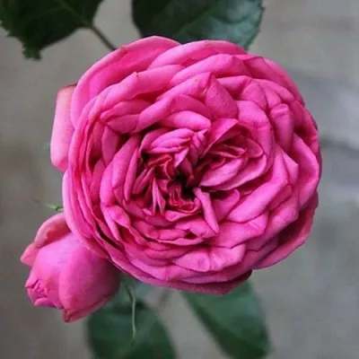 Саженцы роз ПИНК ПИАНО чайно-гибридная — описание сорта Саженцы роз ПИНК ПИАНО чайно-гибридная в Москве