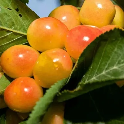 Дюк (черевишня) БЕЛОЧКА в Москве