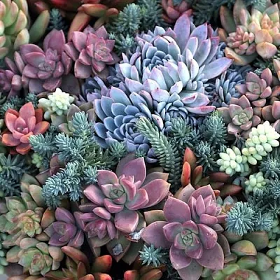 Суккуленты в Москве