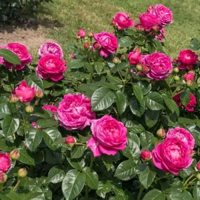 Саженцы роз АНУШКА чайно-гибридная в Москве