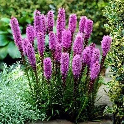 Лиатрис РОЗЕА колосковая  Лиатрис РОЗЕА колосковая в Москве