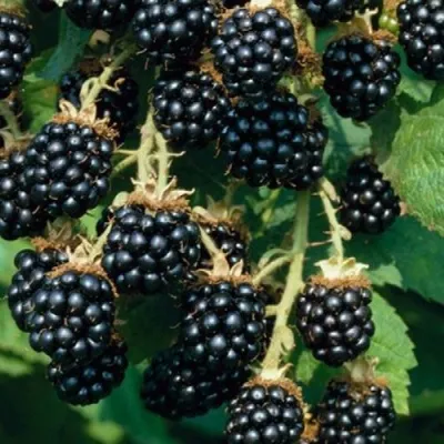 Ежевика БЛЭК САТИН бесшипная в Москве