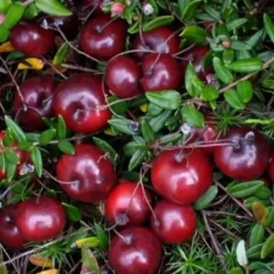 Клюква БЕН ЛИР — описание сорта Клюква БЕН ЛИР в Москве