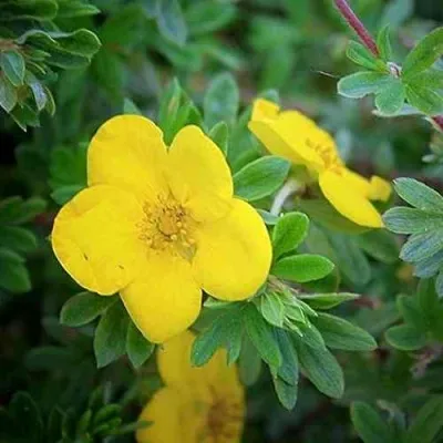 Лапчатка ГОЛДСТАР кустарниковая — описание сорта Лапчатка ГОЛДСТАР кустарниковая в Москве