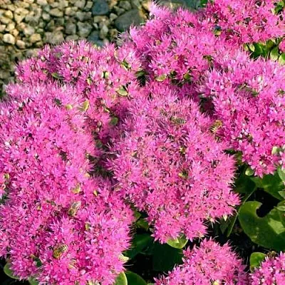 Очиток Бриллиант Очиток Бриллиант