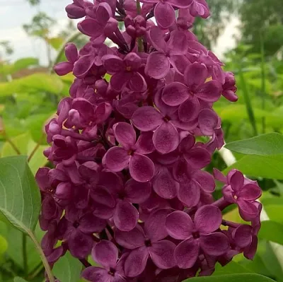 Сирень ИНДИЯ  Сирень ИНДИЯ в Москве