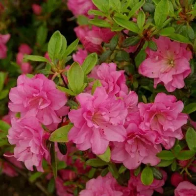 Азалия РОЗИНЕТТА японская в Москве