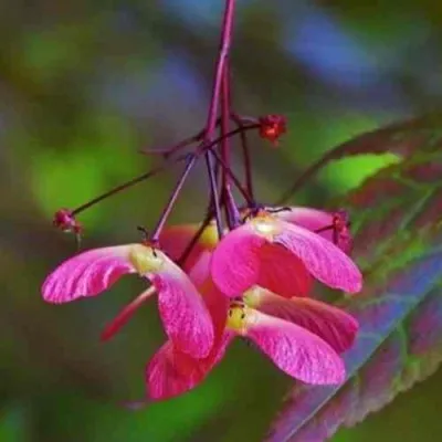 Клен пальмолистный — описание сорта Клен пальмолистный в Москве