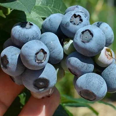 Голубика НЕЛЬСОН  Голубика НЕЛЬСОН в Москве