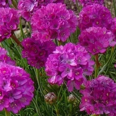 Армерия МОНИНГ СТАР ДИП РОУЗ — описание сорта Армерия МОНИНГ СТАР ДИП РОУЗ в Москве