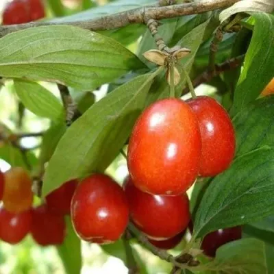 Кизил КОРАЛЛОВЫЙ МАРКА — описание сорта Кизил КОРАЛЛОВЫЙ МАРКА в Москве