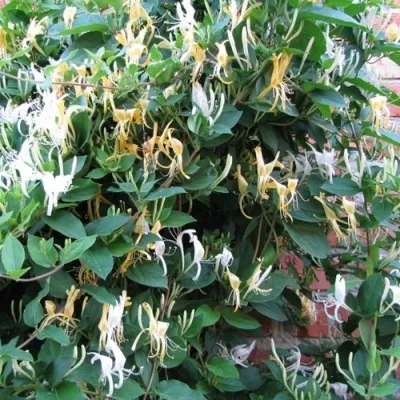 Жимолость ХАЛЛИАНА японская (Хелиана) — описание сорта Жимолость ХАЛЛИАНА японская (Хелиана) в Москве