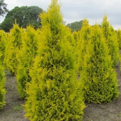 Туя САНКИСТ западная — описание сорта Туя САНКИСТ западная в Москве