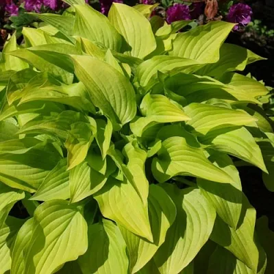 Хоста ХИДОН САНСЕТ  Хоста ХИДОН САНСЕТ в Москве