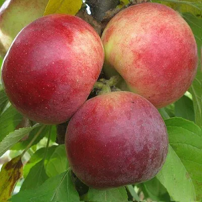 Яблоня БАЛЕРИНА ФЛАМЕНКО колонновидная  Яблоня БАЛЕРИНА ФЛАМЕНКО колонновидная в Москве