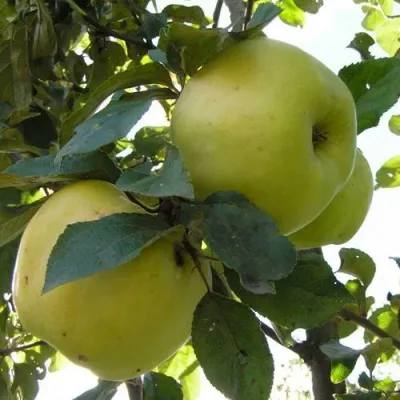 Яблоня АНТОНОВКА ОБЫКНОВЕННАЯ — описание сорта Яблоня АНТОНОВКА ОБЫКНОВЕННАЯ в Москве