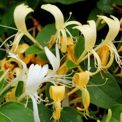 Жимолость ХАЛЛИАНА японская (Хелиана) — описание сорта Жимолость ХАЛЛИАНА японская (Хелиана) в Москве