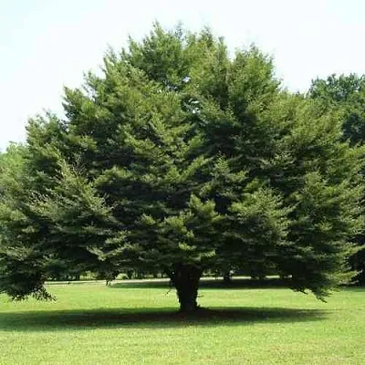 Бук обыкновенный  Бук обыкновенный в Москве