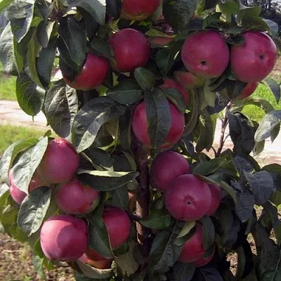 саженцы яблони саженцы яблони