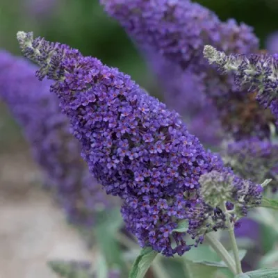 Буддлея НАНО ПЕРПЛ  — описание сорта Буддлея НАНО ПЕРПЛ  в Москве